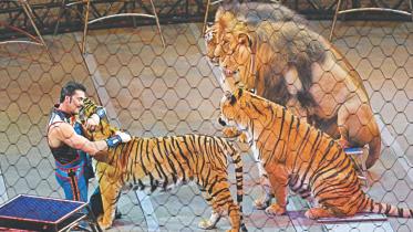 tiger.jpg