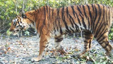 Tiger census