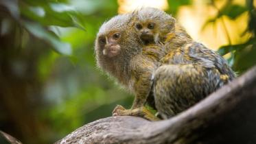 Tiny-Monkey-England.jpg