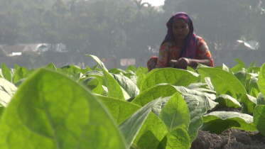 Tobacco farming continues.jpg
