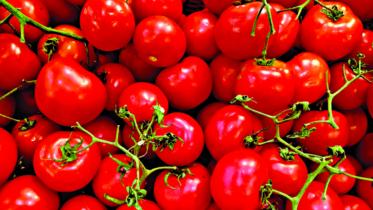 tomato.jpg
