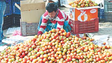 A bumper harvest of tomatoes