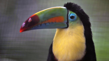 Toucan.jpg