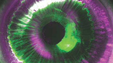 Transparent human organs