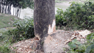 tree-illegally-felled.jpg