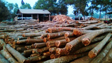 Tree felling Mymensingh.jpg
