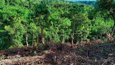 Trees-being-felled-Bandarban.jpg