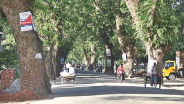 Jessore Road tress