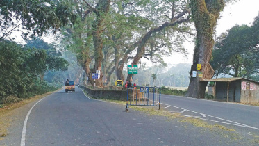 trees on Jassore highway