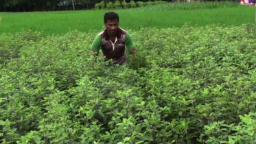 Tulsi farming.jpg