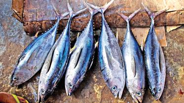 tuna uncertainity.jpg