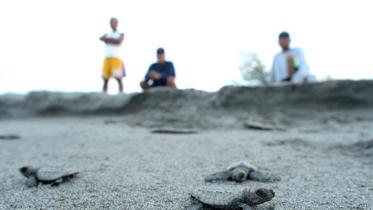 Turtles-Philipine-1.jpg