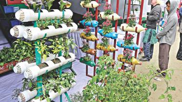 Vegetable and flower plants.jpg