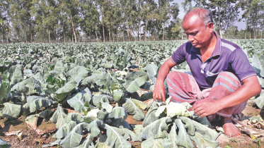 Vegetable farming.jpg