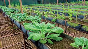 vegetable farming 1.jpg