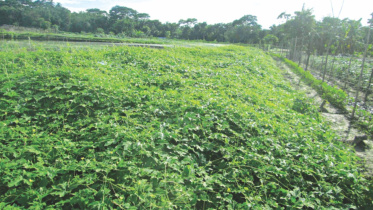 vegetable profits 1.jpg