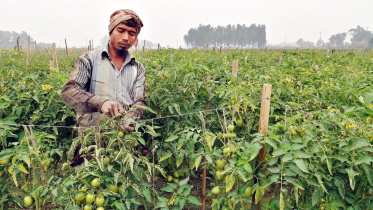 Vegetable replacing tobacco.jpg