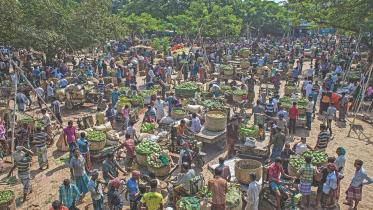 vegetable village 8.jpg