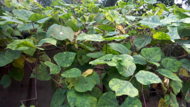 Virus attack bean leaves.jpg