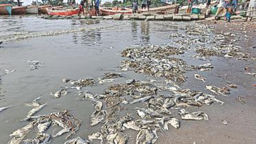 waste of hilsha.jpg