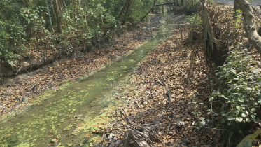 Water crisis Boro farming 1.jpg