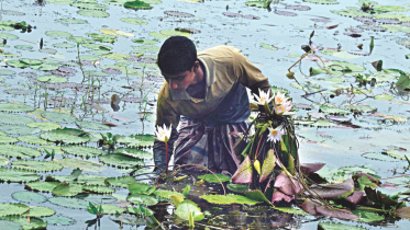 Water lilies haor people.jpg