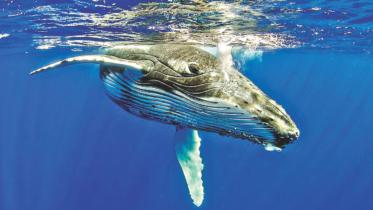 whales.jpg