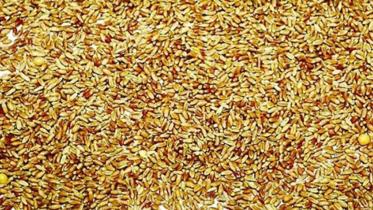 wheat-brazil_channeli.jpg