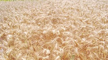 wheat.jpg