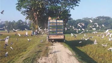 When pigeons take the centre stage