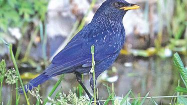 Whistling Blue Thrush.jpg