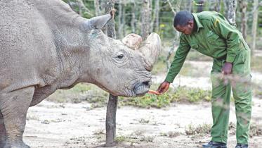 white rhino.jpg