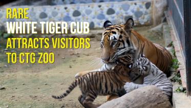 Rare white Royal Bengal Tiger cub