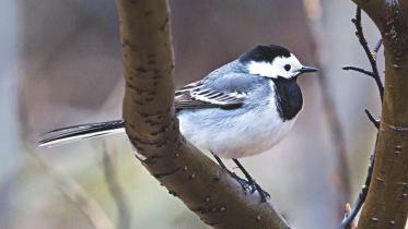 White wagtail.jpg
