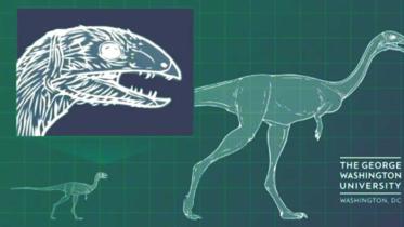 Why Birds Are Toothless