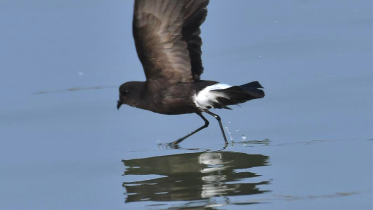 Wilsons Storm-petrel_Photo Credit - Mainul Ahsan Shamim  (1).png