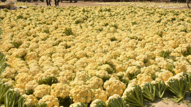winter vegetables Bogra.jpg