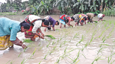 Women farm labourers.jpg