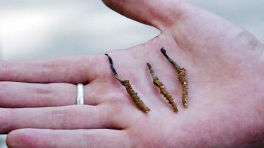 yarchagumba-afp (2).jpg