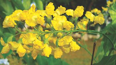 yellow flowers.jpg