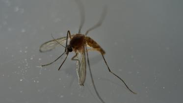 Zika-afp-wb.jpg