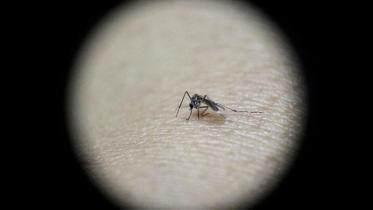 zika-virus-wb.jpg