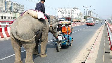 elephant-mahout-torture-animal-cruelty
