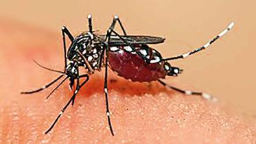 dengue-mosquito_1.jpg