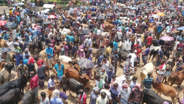 natore_cattle_market.jpg