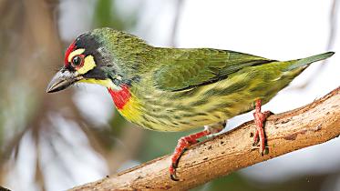 barbet.jpg