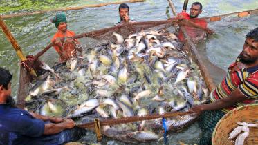 mymensingh_fish_culture-05.jpg
