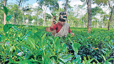 women-tea-garden-workers.jpg