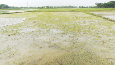 damaged-aman-seedbed-patuakhali.jpg