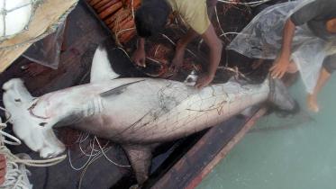 marine-wildlife-bangladesh.jpg